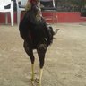 ikram