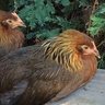 SCM Chicks