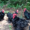 BelleRae Farms