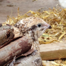 rainybird