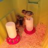thecluckingbell