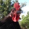 Chickamamma