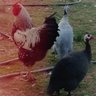 sspurfarm