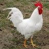 Foghorn11