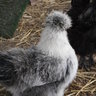 justsilkies