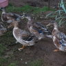 loveducks2