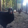 hudsonhomestead