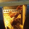 Crazy1Chickens