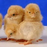 Newbie to chicks, coming soon, so many questions.