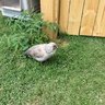 Chicken Crib