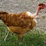 Chicken Pickins
