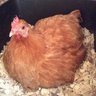 MySillyChicken