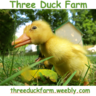 threeducklings