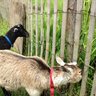 TheGoatGirl13
