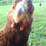 ChickenLady143