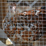 WickedChickHens