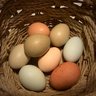 alliegg