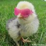 craftychick62