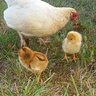 martineggs
