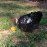 Chickstina