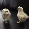 LovelySilkies