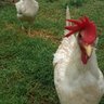 2CityChickens