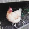 theHappyEgg