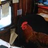 CockyRedRooster