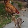 Poultry4Health