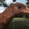 NNJChickenGuy