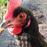TheLoneHen