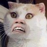 Tazcat