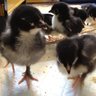 ChickNHeels