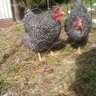 No farm No fowl