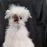 SilkieObsessed