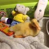lottiegwen