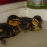 Miss Anne Duck