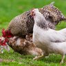 JerseyChickhens