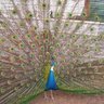 AmericanPeafowl