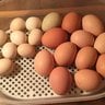 Chicken Egg 17