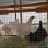 leghorn6969