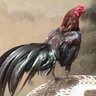 Chicken Heads