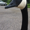 goosebump