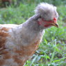 chickens591
