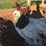 PAChickies15