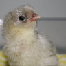 chookie girl