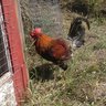 Chickento