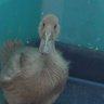 jamarkasducks