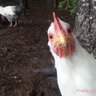 DuckDuckHen26