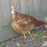 Chickenlover550